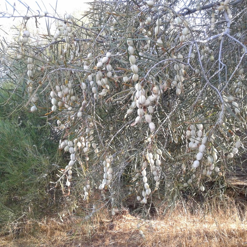 Acacia photo 5