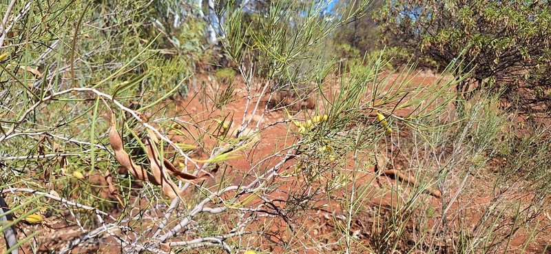 Acacia photo 6