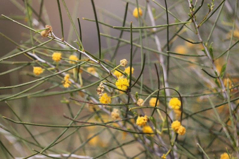 Acacia photo 7