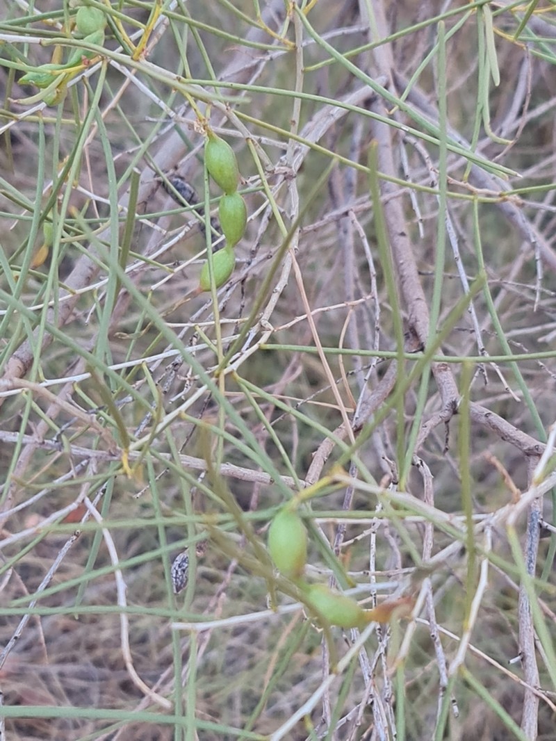 Acacia photo 8