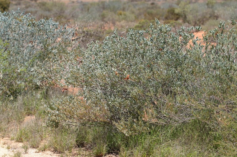 Acacia sclerosperma subsp. glaucescens