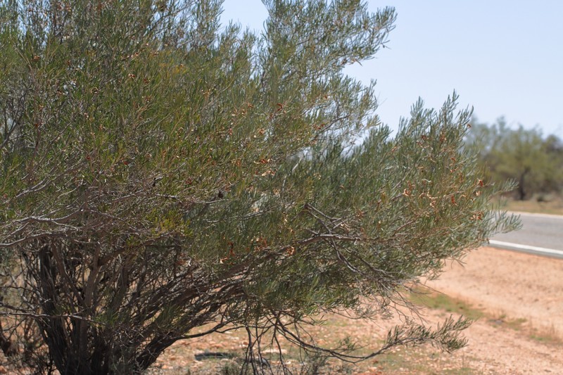 Acacia sclerosperma subsp. glaucescens photo 2