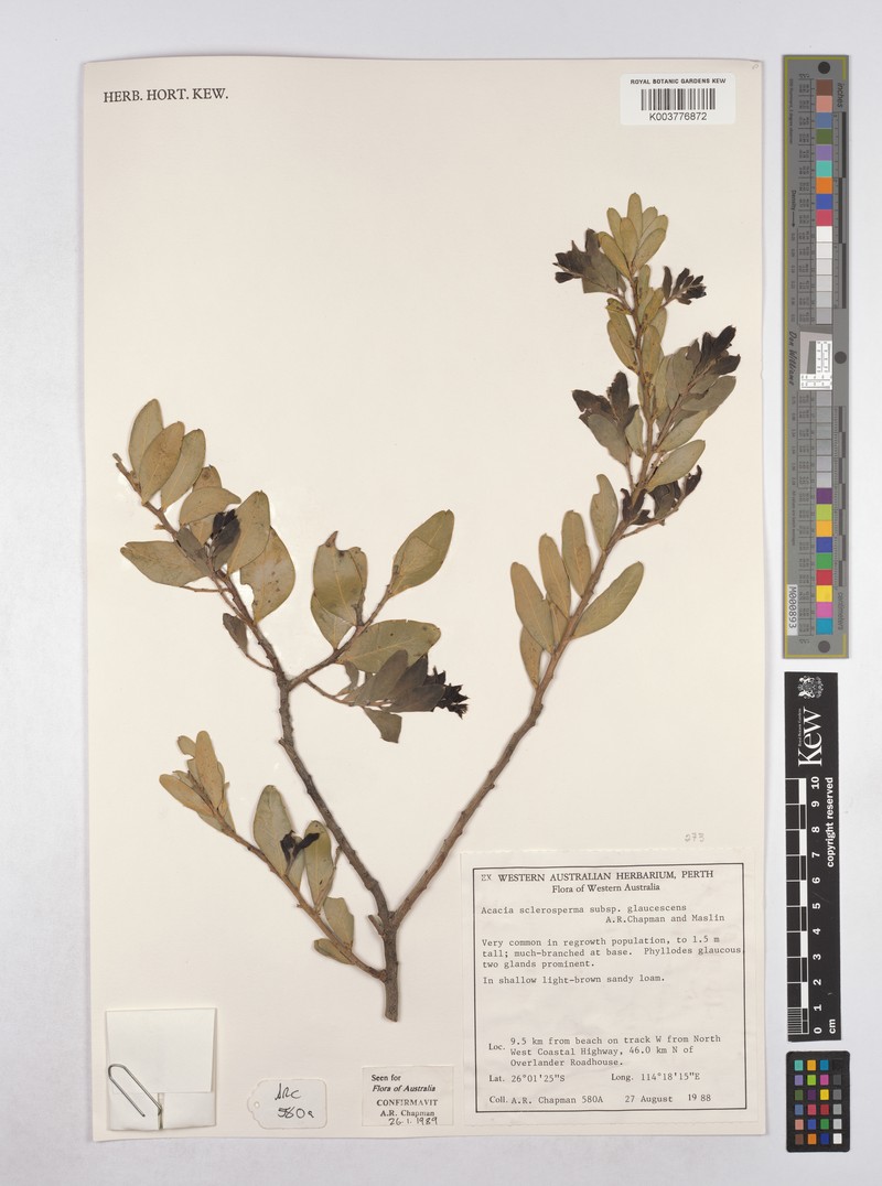 Acacia sclerosperma subsp. glaucescens photo 3