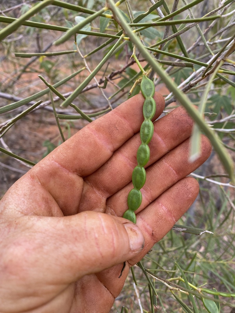 Acacia sclerosperma subsp. sclerosperma
