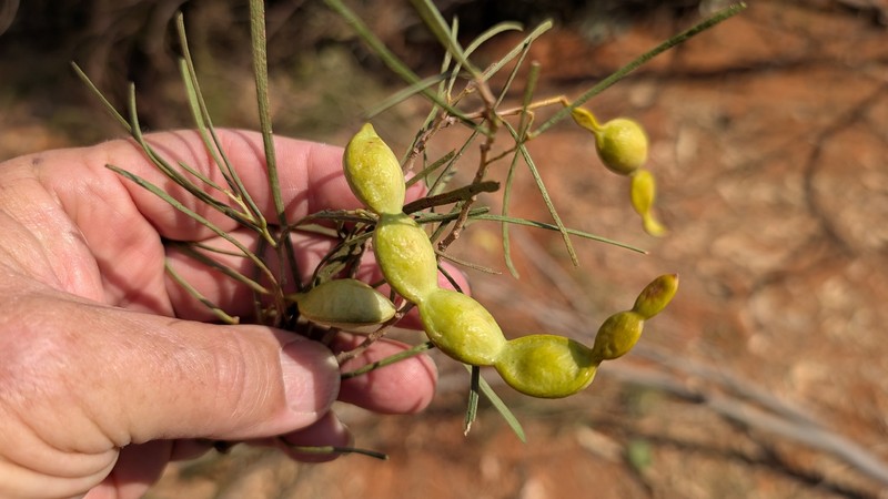 Acacia sclerosperma subsp. sclerosperma photo 2