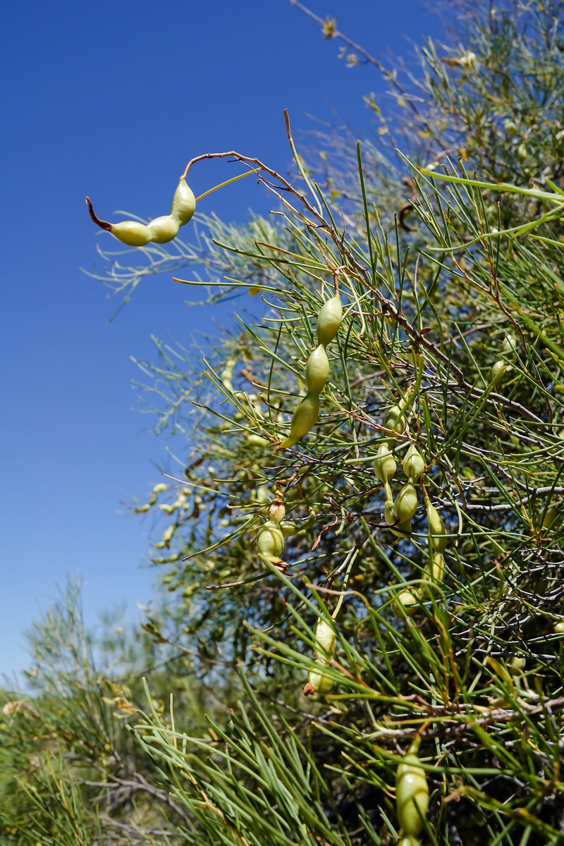 Acacia sclerosperma subsp. sclerosperma photo 3