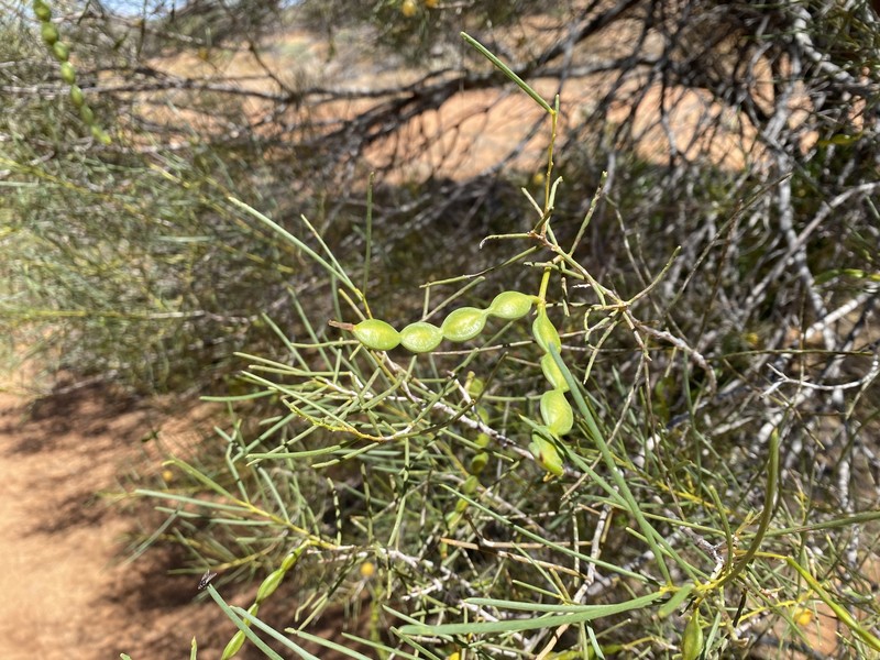 Acacia sclerosperma subsp. sclerosperma photo 4