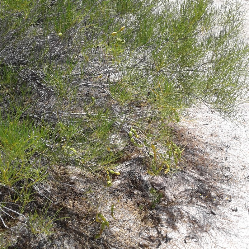 Acacia sclerosperma subsp. sclerosperma photo 6