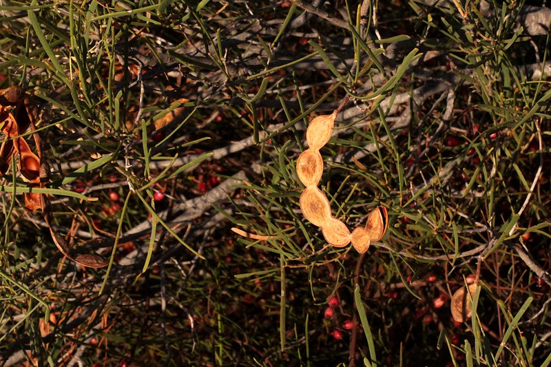 Acacia sclerosperma subsp. sclerosperma photo 8