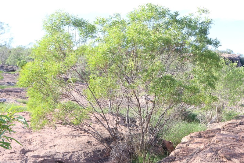Acacia scopulorum