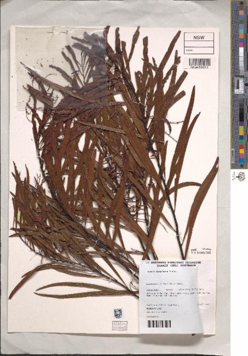 Acacia scopulorum photo 2