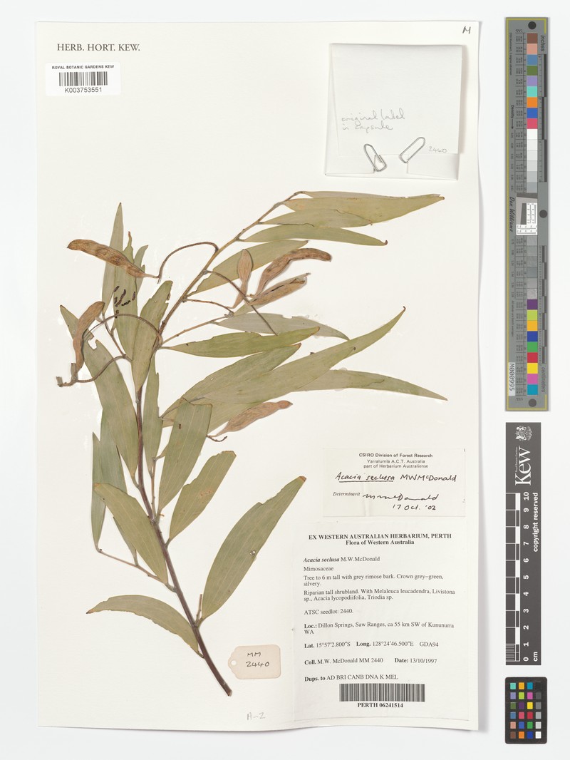 Acacia seclusa