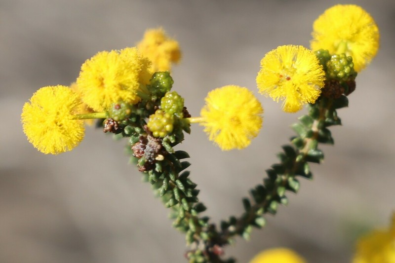 Acacia sedifolia photo 2