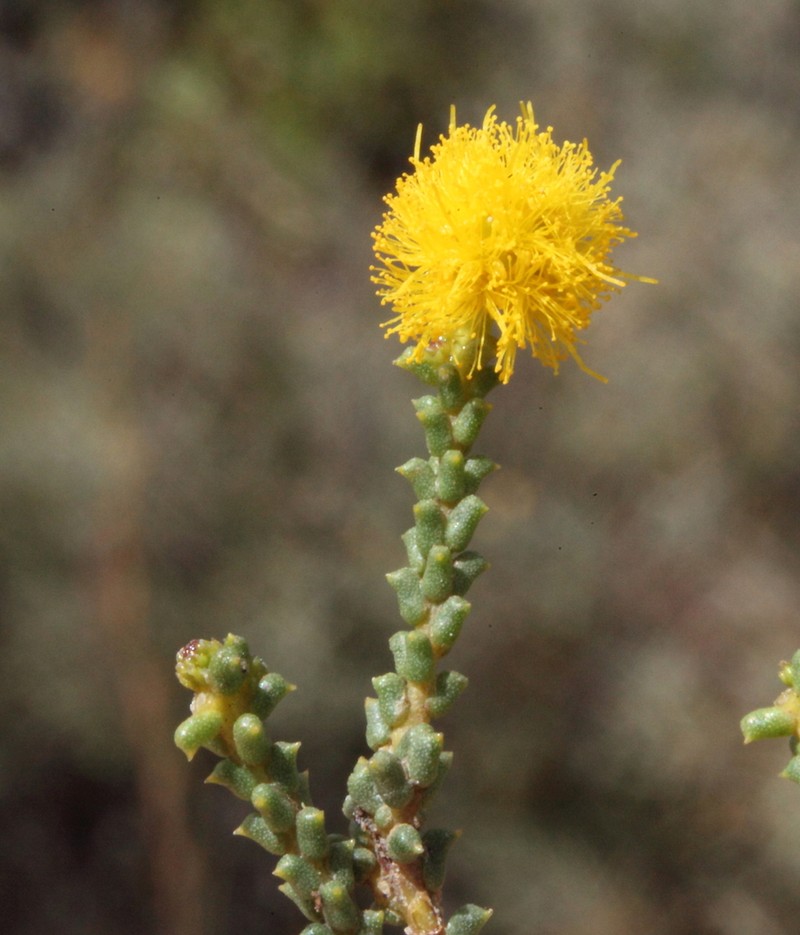 Acacia sedifolia photo 3