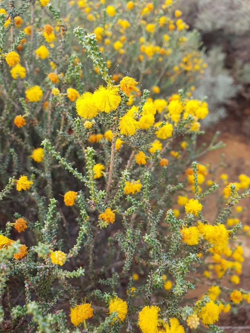 Acacia sedifolia photo 4