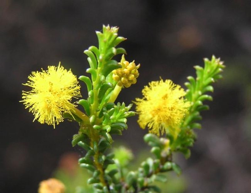 Acacia sedifolia subsp. pulvinata