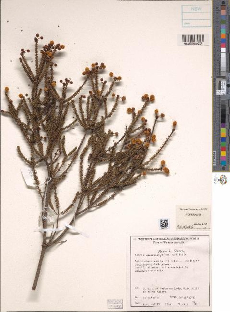 Acacia sedifolia subsp. sedifolia