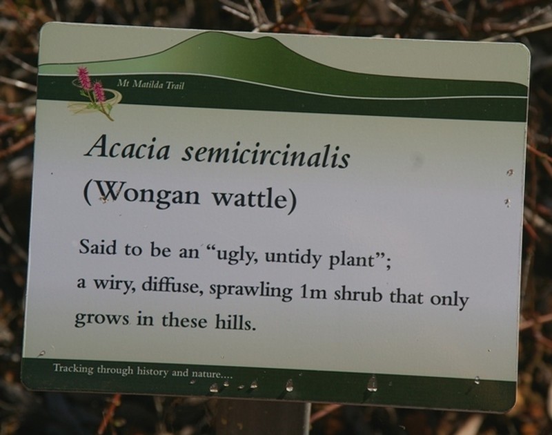 Acacia semicircinalis photo 2