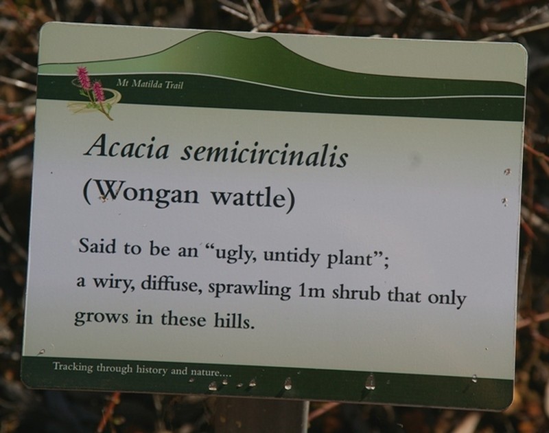 Acacia semicircinalis photo 3
