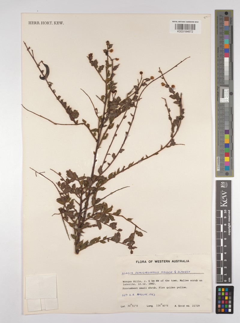 Acacia semicircinalis photo 4