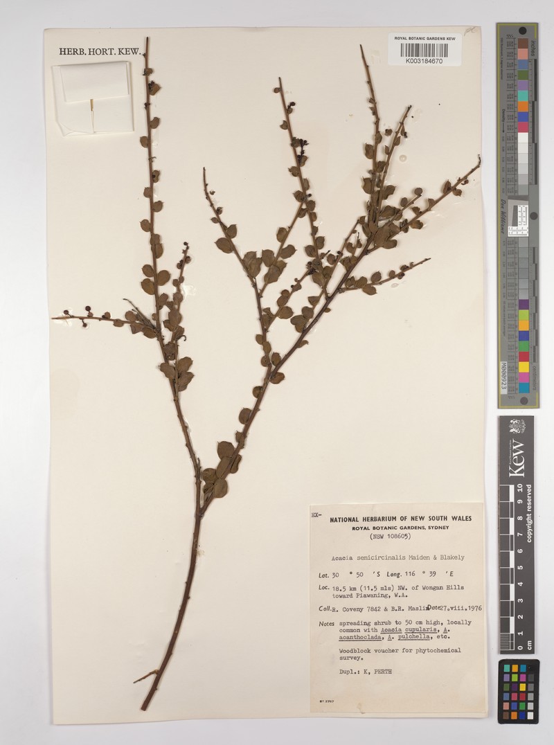 Acacia semicircinalis photo 5