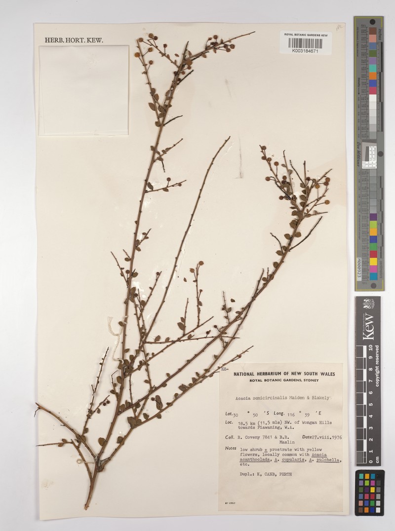 Acacia semicircinalis photo 6