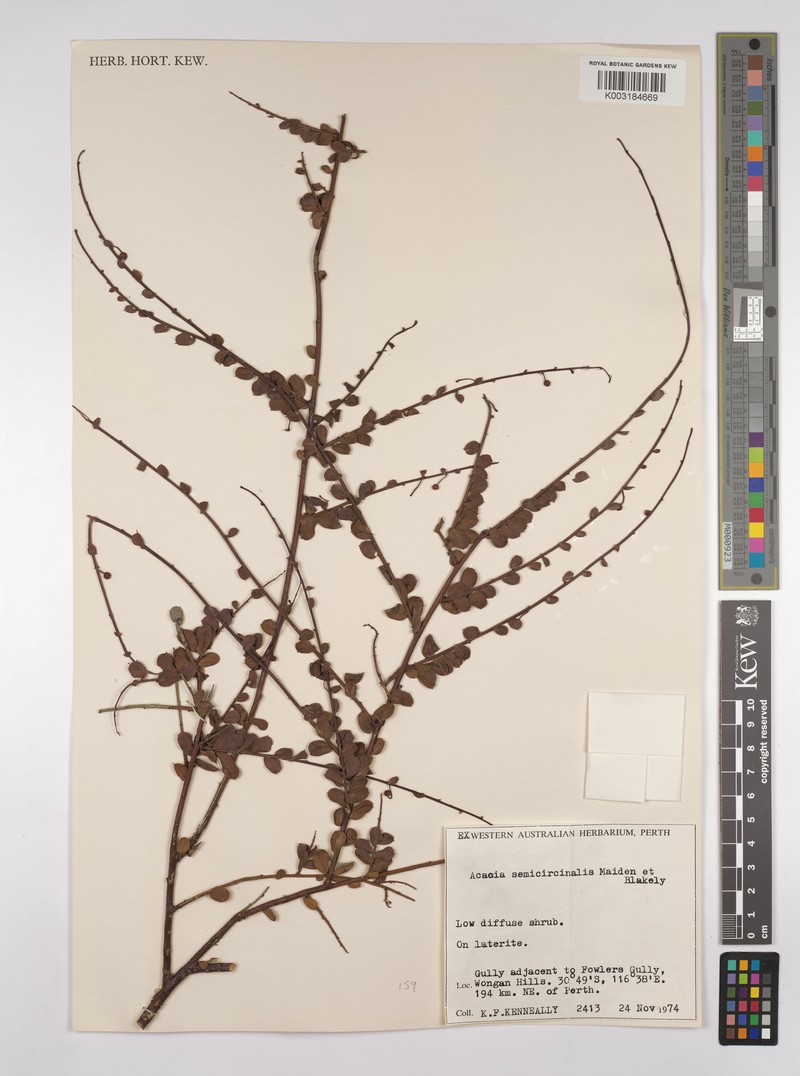 Acacia semicircinalis photo 7