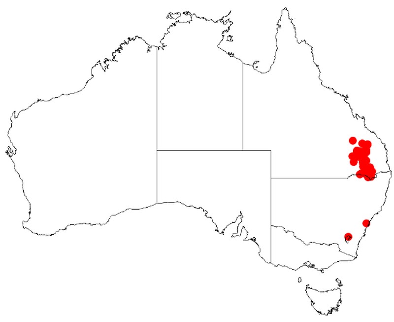 Acacia semilunata