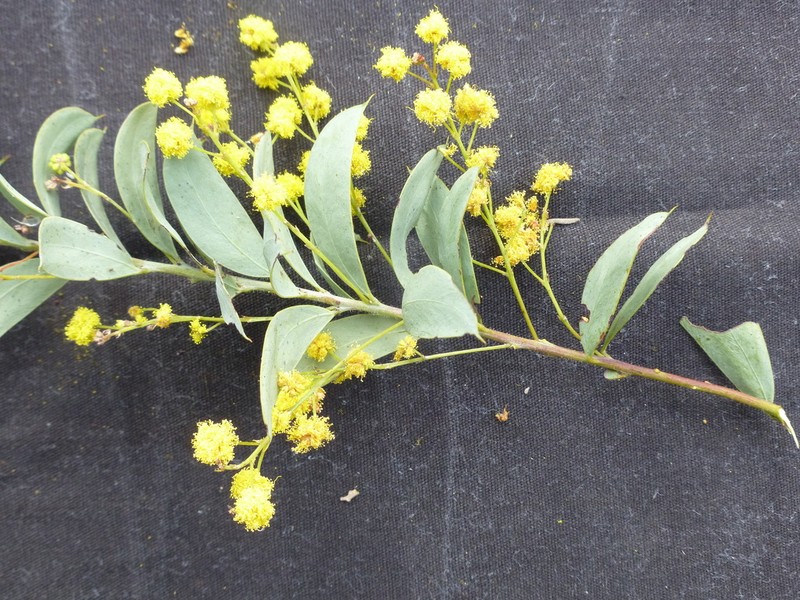 Acacia semilunata photo 3