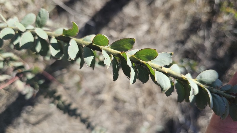 Acacia semilunata photo 4