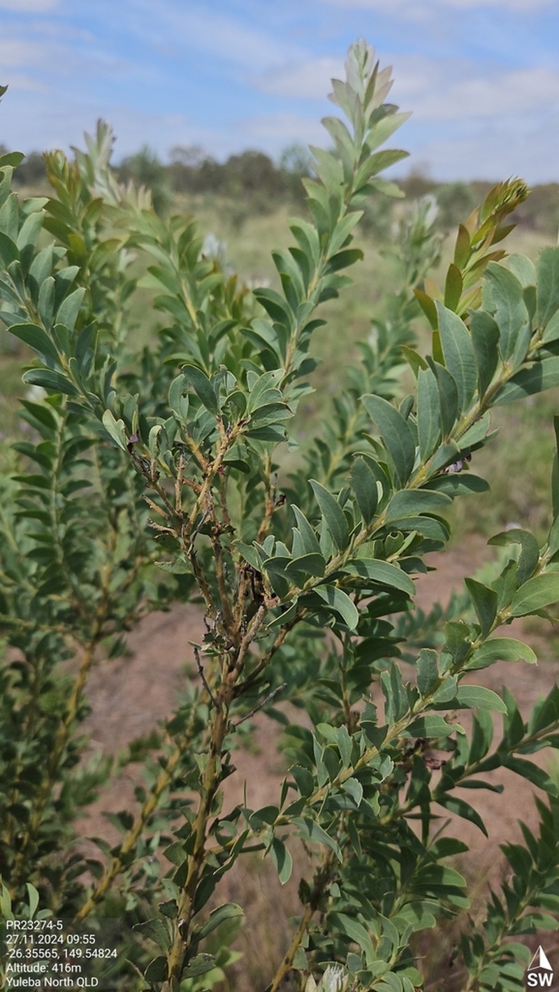 Acacia semilunata photo 5