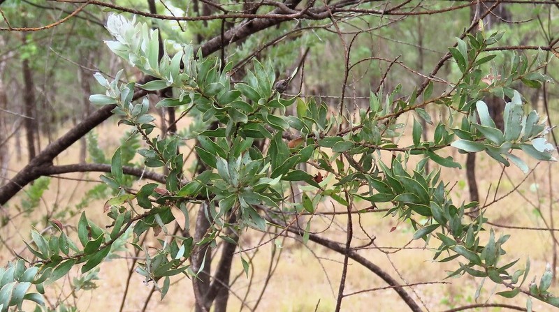 Acacia semilunata photo 6