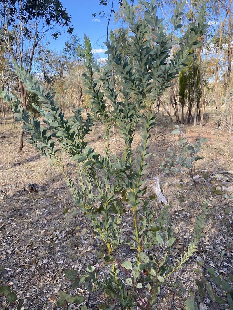 Acacia semilunata photo 8