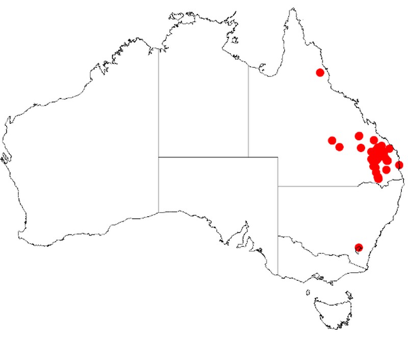 Acacia semirigida