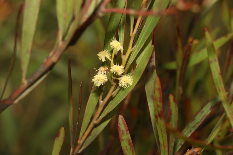 Acacia semirigida photo 2
