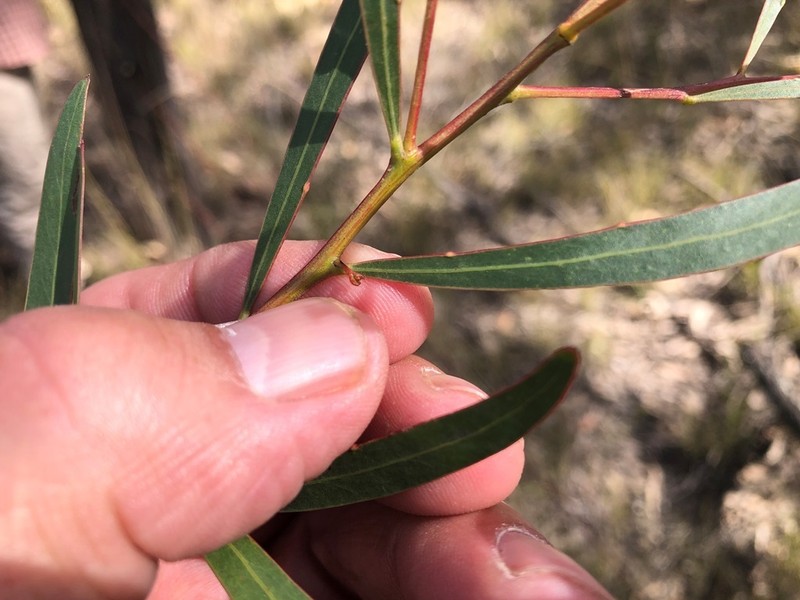 Acacia semirigida photo 3
