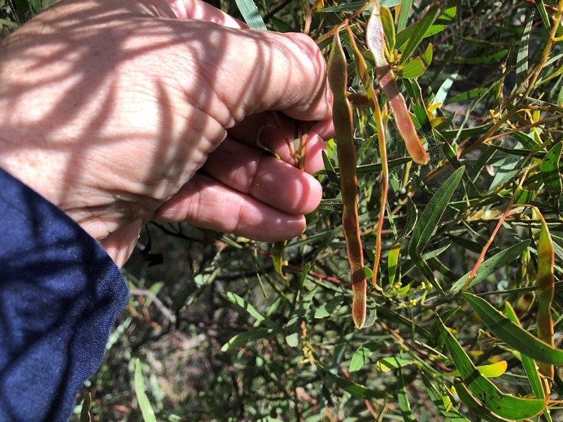 Acacia semirigida photo 4
