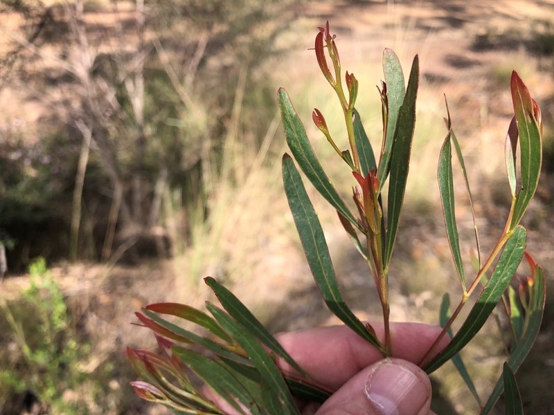 Acacia semirigida photo 5