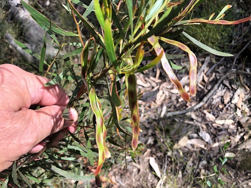 Acacia semirigida photo 6
