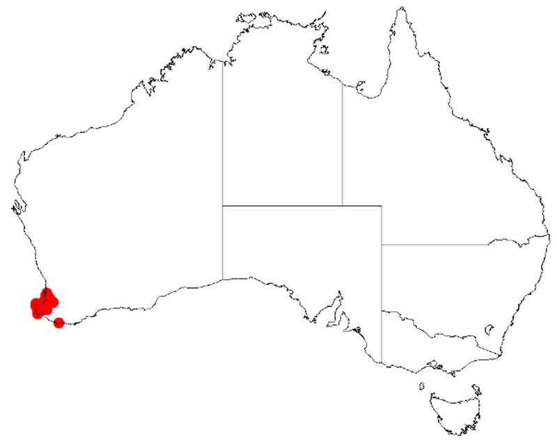 Acacia semitrullata