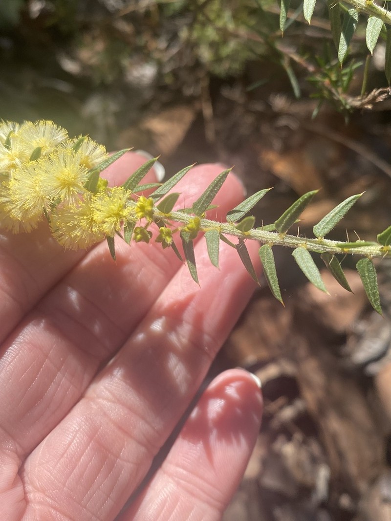 Acacia semitrullata photo 2
