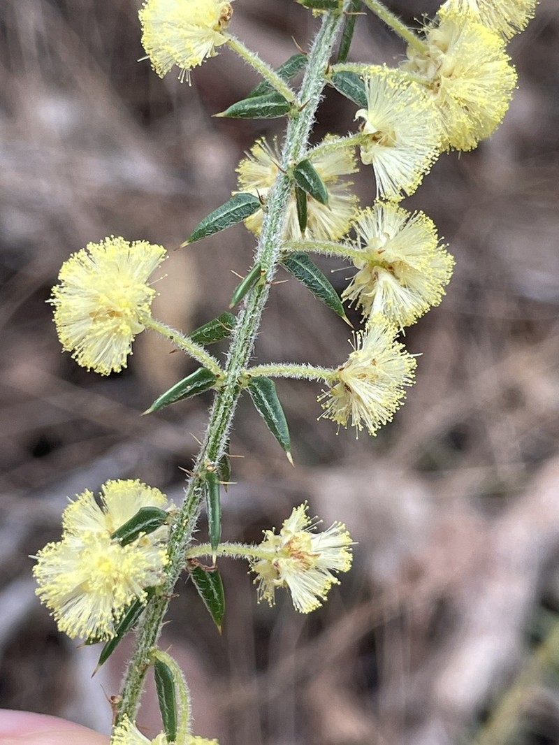 Acacia semitrullata photo 3