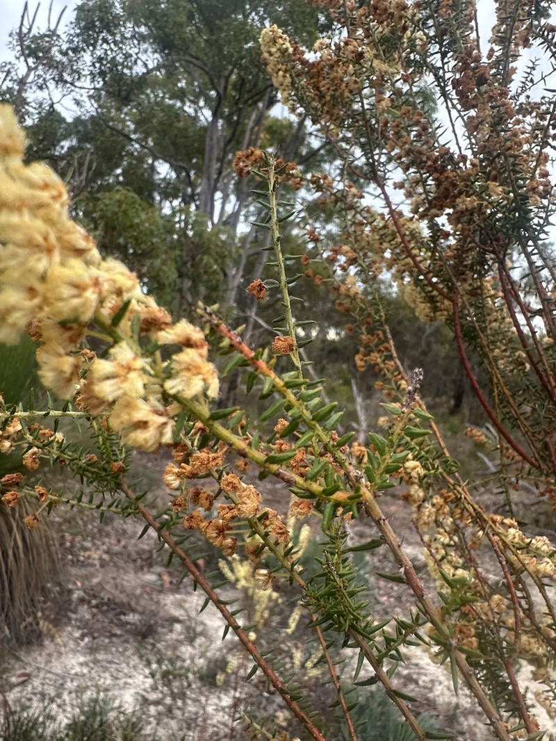 Acacia semitrullata photo 4
