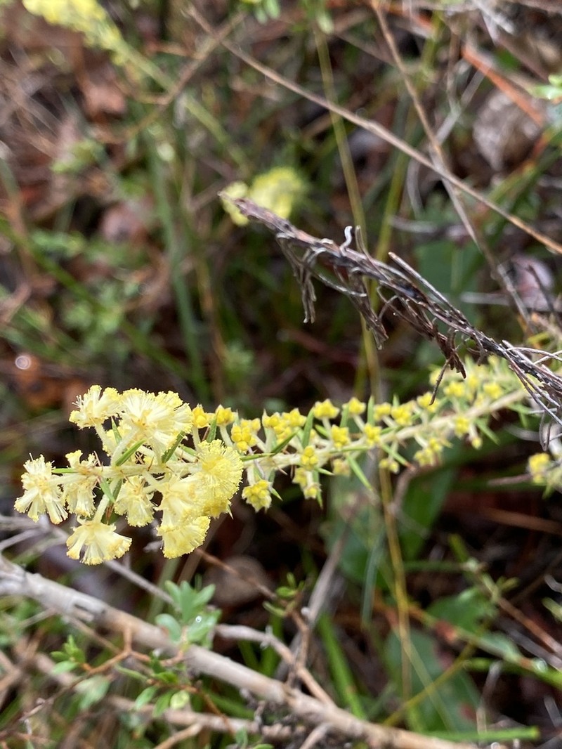 Acacia semitrullata photo 5