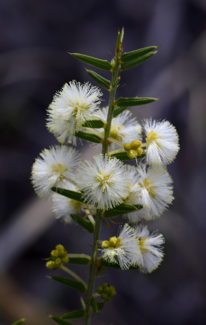 Acacia semitrullata photo 6