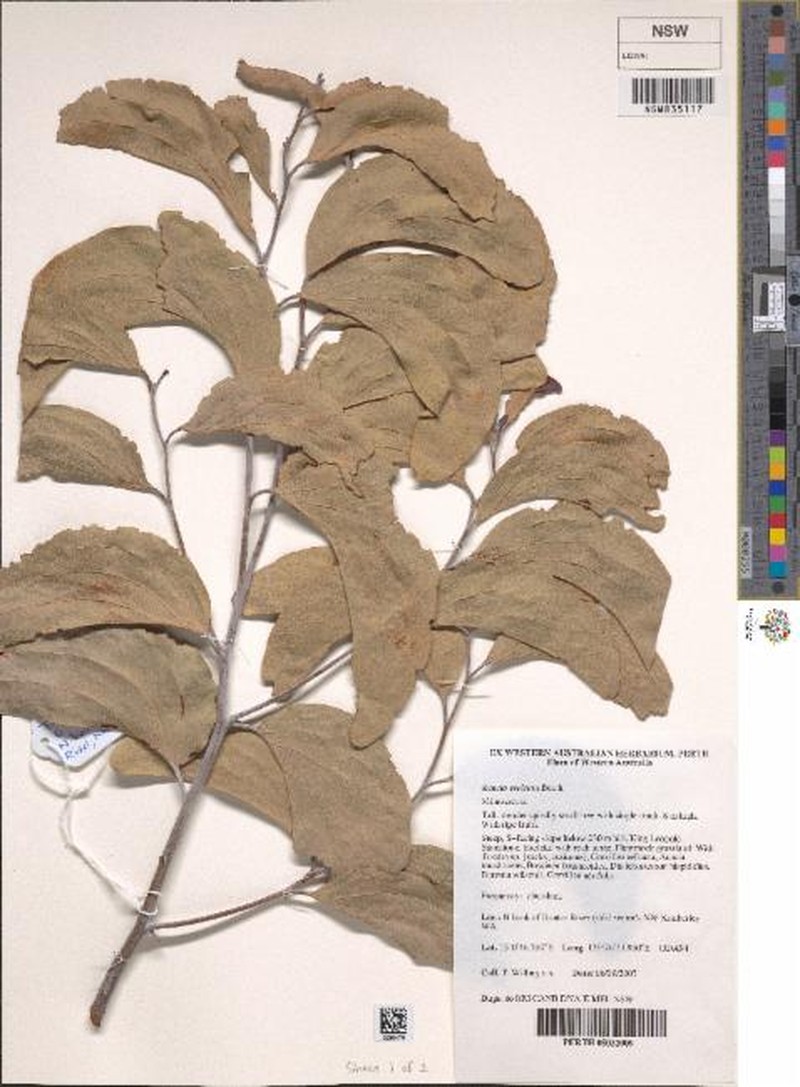 Acacia sericata photo 4
