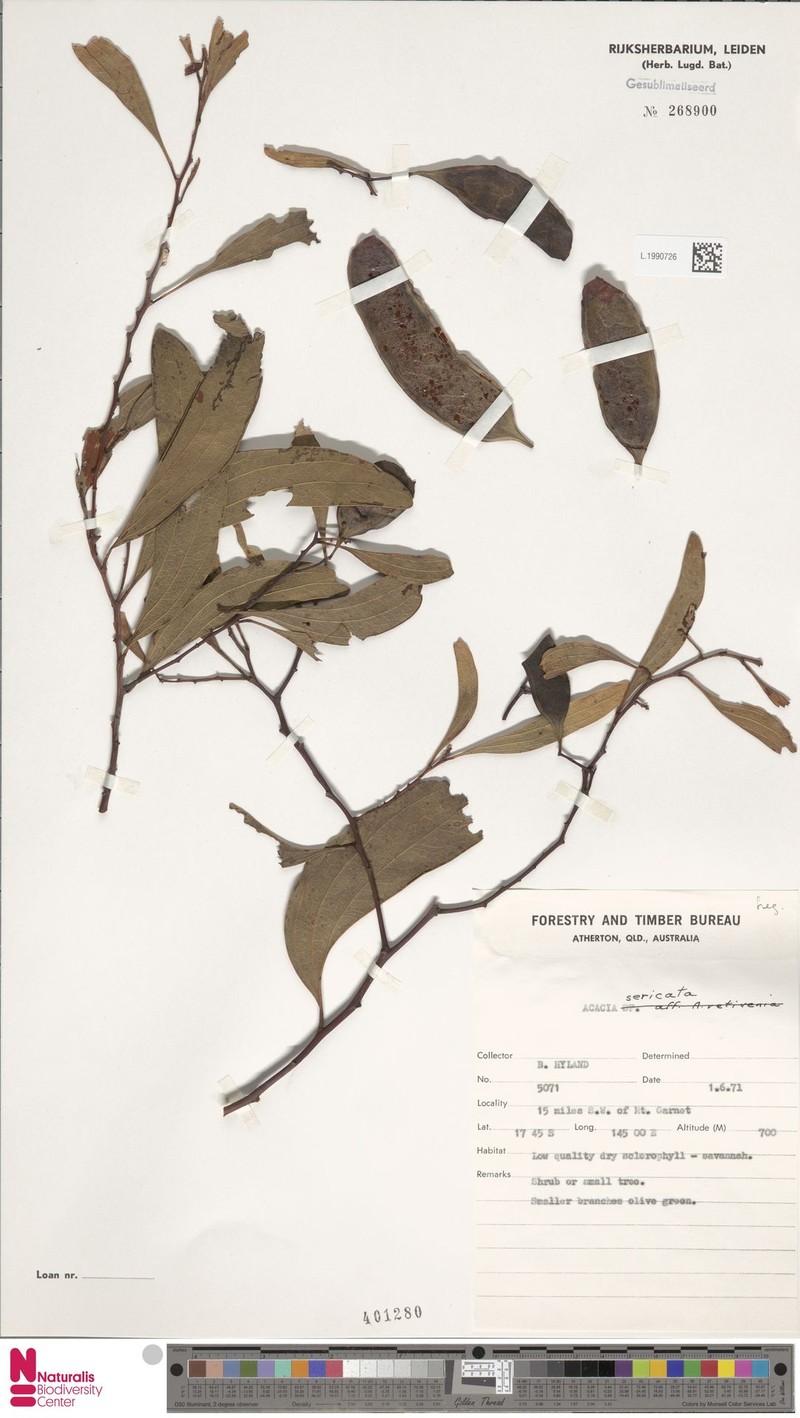 Acacia sericata photo 5