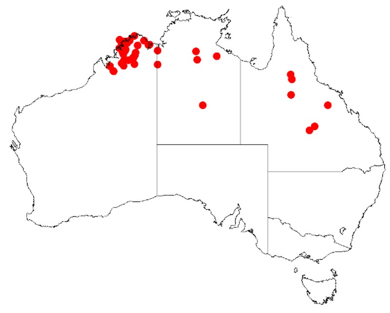Acacia sericata