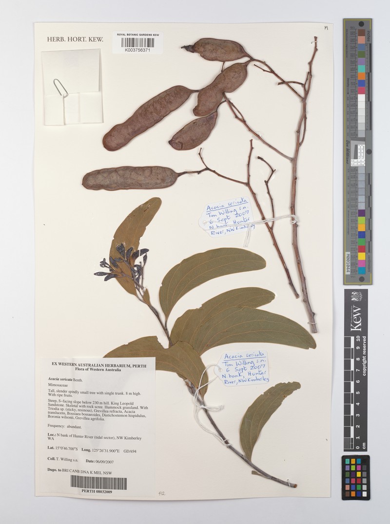 Acacia sericata photo 2