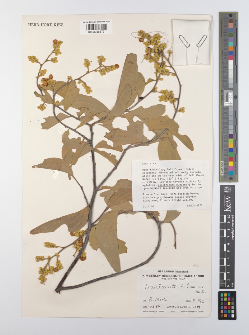 Acacia sericata photo 3